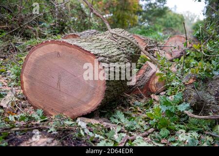 Denham, Regno Unito. 14 ottobre 2020. Gli HS2 hanno affollato una grande area di alberi nel Denham Country Park in connessione con la costruzione della ferrovia ad alta velocità HS2 da Londra a Birmingham. Oggi un altro albero maturo di quercia è stato distrutto. Da HS2. Gli attivisti ambientali della ribellione HS2 sostengono che l'albero che abbatte nel 'cimitero degli alberi' vicino a due tralicci di elettricità e il Canal Grande Unione ha avuto luogo in un'area che non è sulla mappa della terra acquisita HS2 e che, pertanto, l'abbattimento è presumibilmente illegale. Credito: Maureen McLean/Alamy Foto Stock