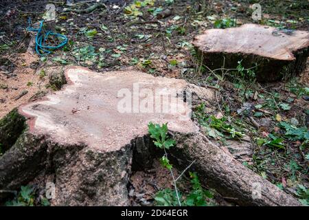 Denham, Regno Unito. 14 ottobre 2020. Gli HS2 hanno affollato una grande area di alberi nel Denham Country Park in connessione con la costruzione della ferrovia ad alta velocità HS2 da Londra a Birmingham. Oggi un altro albero maturo di quercia è stato distrutto. Da HS2. Gli attivisti ambientali della ribellione HS2 sostengono che l'albero che abbatte nel 'cimitero degli alberi' vicino a due tralicci di elettricità e il Canal Grande Unione ha avuto luogo in un'area che non è sulla mappa della terra acquisita HS2 e che, pertanto, l'abbattimento è presumibilmente illegale. Credito: Maureen McLean/Alamy Foto Stock