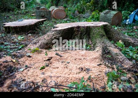 Denham, Regno Unito. 14 ottobre 2020. Gli HS2 hanno affollato una grande area di alberi nel Denham Country Park in connessione con la costruzione della ferrovia ad alta velocità HS2 da Londra a Birmingham. Oggi un altro albero maturo di quercia è stato distrutto. Da HS2. Gli attivisti ambientali della ribellione HS2 sostengono che l'albero che abbatte nel 'cimitero degli alberi' vicino a due tralicci di elettricità e il Canal Grande Unione ha avuto luogo in un'area che non è sulla mappa della terra acquisita HS2 e che, pertanto, l'abbattimento è presumibilmente illegale. Credito: Maureen McLean/Alamy Foto Stock