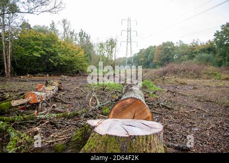 Denham, Regno Unito. 14 ottobre 2020. Gli HS2 hanno affollato una grande area di alberi nel Denham Country Park in connessione con la costruzione della ferrovia ad alta velocità HS2 da Londra a Birmingham. Oggi un altro albero maturo di quercia è stato distrutto. Da HS2. Gli attivisti ambientali della ribellione HS2 sostengono che l'albero che abbatte nel 'cimitero degli alberi' vicino a due tralicci di elettricità e il Canal Grande Unione ha avuto luogo in un'area che non è sulla mappa della terra acquisita HS2 e che, pertanto, l'abbattimento è presumibilmente illegale. Credito: Maureen McLean/Alamy Foto Stock