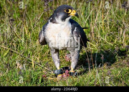 Il falco peregrino (Falco peregrinus), conosciuto anche come il peregrino e storicamente come falco d'anatra in Nord America è un uccello diffuso di preda. Foto Stock