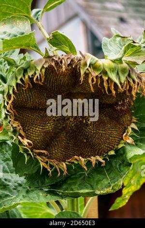 Girasole con semi maturi in giardino. Foto Stock