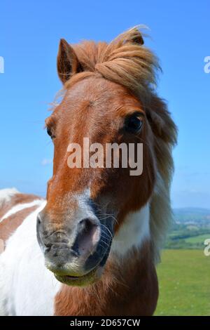 Pony Dartmoor, ritratto all'aperto Foto Stock