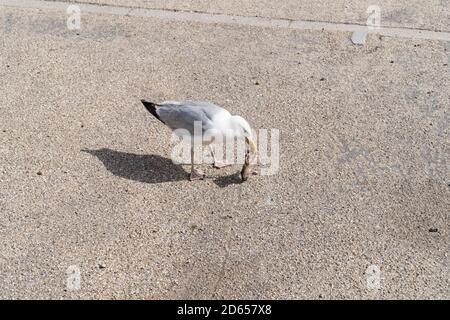 gabbiano adulto che mangia una testa di pesce sulla asfalto, vista dall'alto con spazio di copia Foto Stock