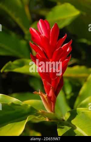 Fiore di zenzero rosso, conosciuto anche come Alpinia purata Foto Stock