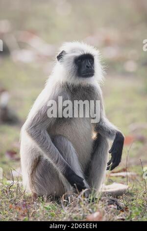 Il langur grigio (Semnopithecus) adotta le pose quasi umane-simili nel boscoso Habitat dell'India Foto Stock