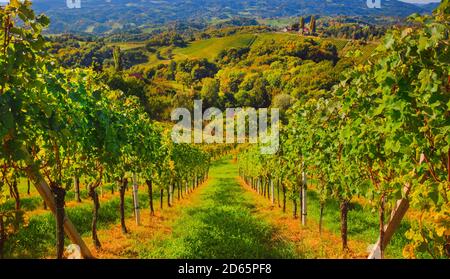 Vigneti lungo la strada del vino della Stiria meridionale, una regione incantevole al confine tra Austria e Slovenia con verdi colline, vigneti, pittoresco Foto Stock