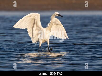 Egreo rossastro (Egretta rufescens) caccia al morfo bianco in acque poco profonde vicino alla costa dell'oceano, Galveston, Texas, USA. Foto Stock