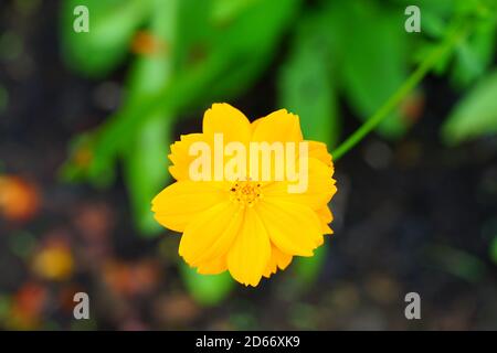 Fiori di cosmo d'arancio che crescono in giardino Foto Stock