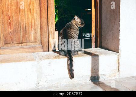 Gatto domestico in piedi nella porta Foto Stock