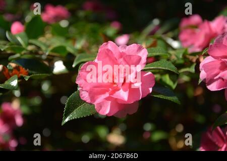 una camelia rossa isolata fiorisce in un giorno di sole nel giardino Foto Stock