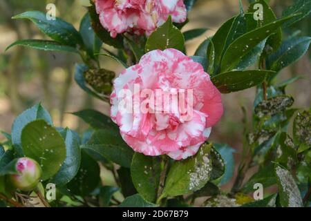 una camelia isolata fiorisce con complessi petali bianchi e rosa nel giardino Foto Stock