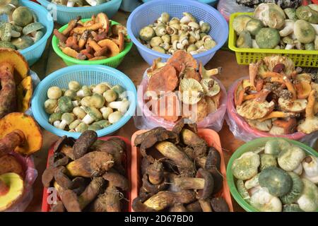 diversi tipi di funghi freschi nel cestello in vendita sul mercato Foto Stock