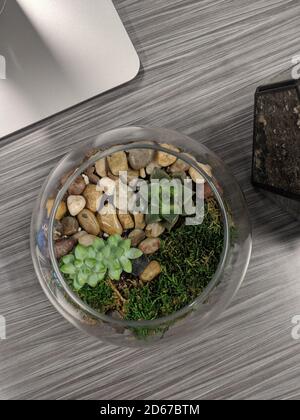 vari succulenti in un terrario con ciottoli Foto Stock