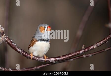 La zebra Finch è la più comune e familiare estrildid finch dell'Australia Centrale e si estende su gran parte del continente, evitando solo la fresca moi Foto Stock