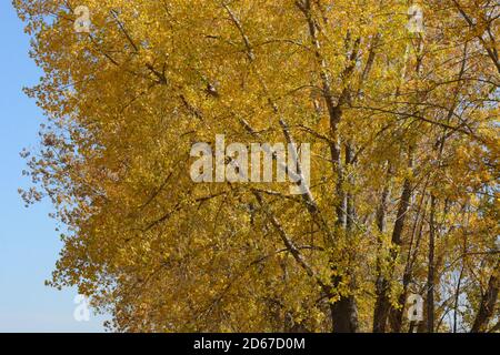 Foglie di albero di autunno dorate asciutte Foto Stock