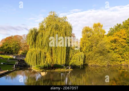 Willow Tree sul laghetto laterale accanto a Lock 7, noto anche come Bottom Lock, sul Kennet e Avon Canal, Bath Foto Stock