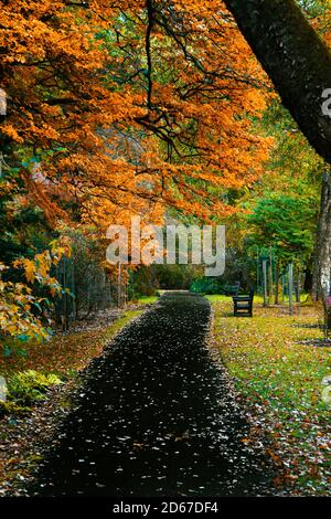 ben più giardino botanico Foto Stock