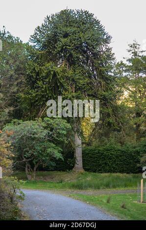 ben più giardino botanico Foto Stock