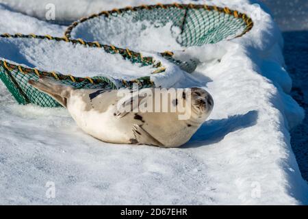 Una guarnizione di arpa giovane o guarnizione di saddleback si adagia sul ghiaccio con la sua parte anteriore inserita nei suoi lati e si dirige verso l'alto. Foto Stock