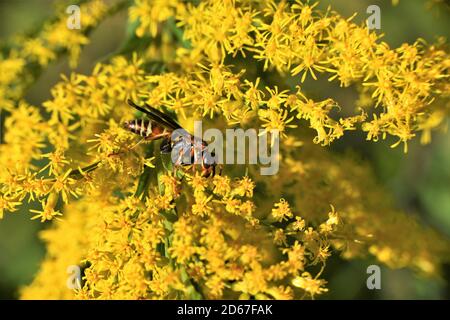 Un wasp di carta su goldenrod. Foto Stock