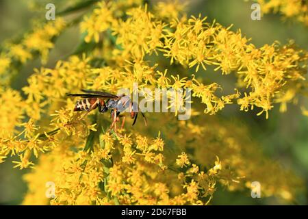 Un wasp di carta su goldenrod. Foto Stock