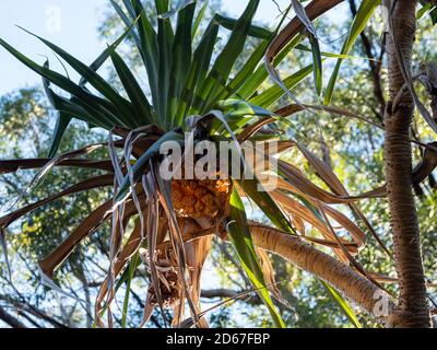 Luce del sole che splende su una palma di Pandanus con foglie verdi e frutta i cui segmenti contengono i semi, cielo blu, NSW Australia costiera Foto Stock