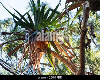 La palma Pandanus con frutta i cui segmenti contengono semi, Coastal NSW Foto Stock