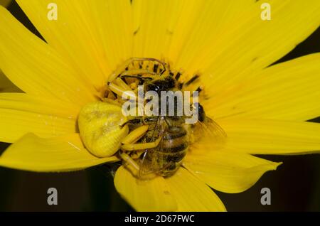 Whitebanded Crab Spider, Misumenoides formmosipes, nutrendosi di miele catturato ape, API mellifera, con Fly scavenging Freeloader, Famiglia Milichiidae Foto Stock