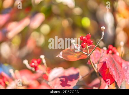 Frutti di floribunda rosso di Malus floribunda comunemente conosciuto come giapponese fioritura di crabapple o viola chokeberry in autunno su uno sfondo bokeh blurry. Foto Stock