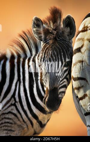 Zebra Foal primo piano in piedi vicino alla femmina che ha un momento tenero mostrando affetto con una luce calda e bella che migliora l'umore. Equus quagga Foto Stock