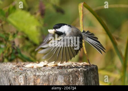 Chickaees che volano fuori dal moncone e che alimenta Foto Stock