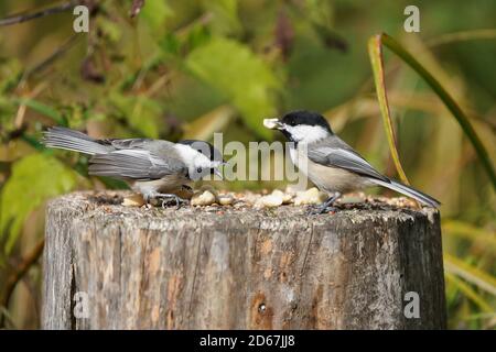 Chickaees che volano fuori dal moncone e che alimenta Foto Stock