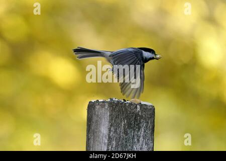 Chickaees che volano fuori dal moncone e che alimenta Foto Stock