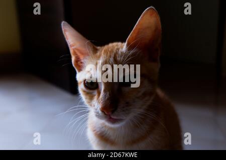 Un primo piano di una macchina fotografica dall'aspetto di un gattino di colore arancione indiano in casa Foto Stock