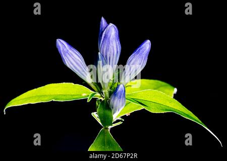 Primo piano di fiori di Gentia (Gentianaceae) - il sentiero dei pattini del grano di Mill, la foresta ricreativa di Stato di DuPont, Cedar Mountain, Carolina del Nord, Stati Uniti Foto Stock