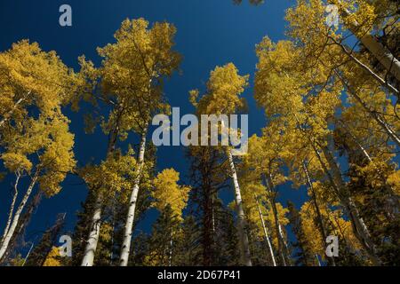 Alberi di aspen gialli in autunno, Mt Sneffels Wilderness, Colorado Foto Stock