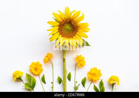 fiori gialli cosmo, marigolds e girasoli disposizione piatto posare cartolina stile su sfondo bianco Foto Stock