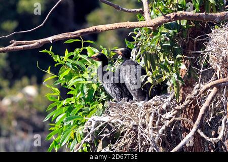 Piccoli cormorani pied, Microcarbo melanoleucos. Conosciuto anche come Little Shag e Kawaupaka. Pulcini nel nido. Coffs Harbour, Australia Foto Stock