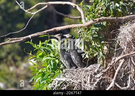 Piccoli cormorani pied, Microcarbo melanoleucos. Conosciuto anche come Little Shag e Kawaupaka. Pulcini nel nido. Coffs Harbour, Australia Foto Stock