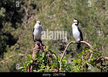 Piccoli cormorani pied, Microcarbo melanoleucos. Conosciuto anche come Little Shag e Kawaupaka. Coffs Harbour, Australia Foto Stock