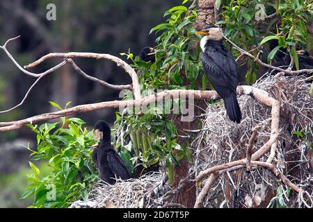 Piccoli cormorani pied, Microcarbo melanoleucos. Conosciuto anche come Little Shag e Kawaupaka. Uccello adulto e pulcini nel nido. Coffs Harbour, Australia Foto Stock