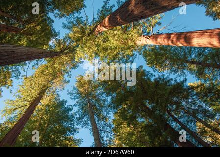 I tronchi di sequoia antica albero in California Foto Stock