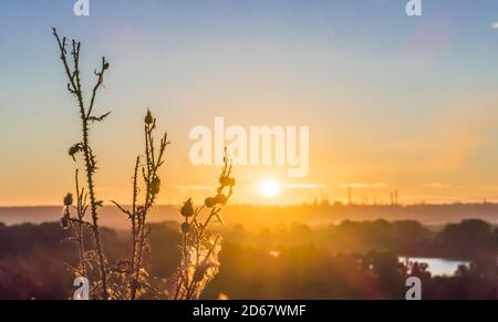 I rami asciutti del thistle si distinguono in silhouette sullo sfondo dell'alba scarlatta con il sole nascente e la fabbrica camini all'orizzonte Foto Stock