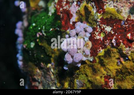 Un colorato la parete del reef di corallo attorno POVERI CAVALIERI Isole Riserva Naturale, la baia delle isole, Nuova Zelanda Foto Stock