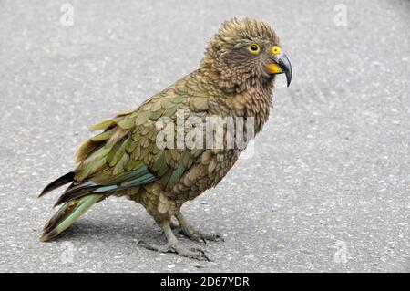 Kea bird, Nestor notabilis, solo pappagallo alpino nel mondo ed endemiche della Nuova Zelanda, Arthur's Pass, Isola del Sud, Nuova Zelanda Foto Stock