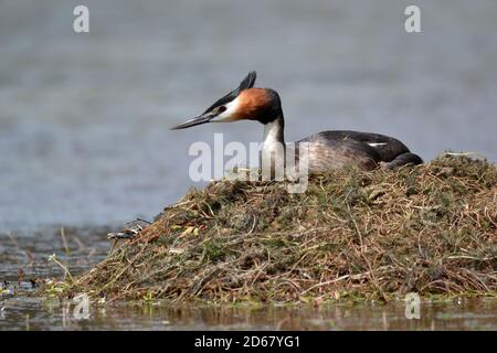 Australasian crested svasso, Podiceps cristatus, Isola del Sud, Nuova Zelanda Foto Stock