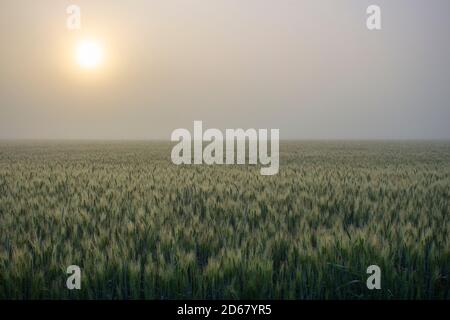 Morning fog over a barley field. The sun breaking through the thick fog. Foto Stock