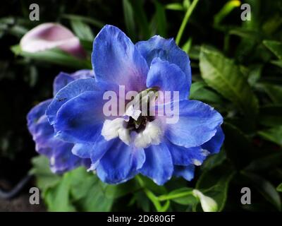 Primo piano di un fiore blu intenso di delfinio su un blurred sfondo Foto Stock