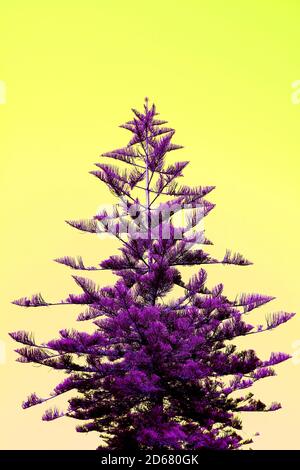 Immagine verticale di Pop Art stile surreale Pino colorato viola Albero su limone sfondo giallo Foto Stock